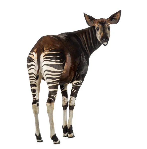 Bakifrån av en okapi, ser tillbaka och mooing, okapia johnstoni — Stockfoto
