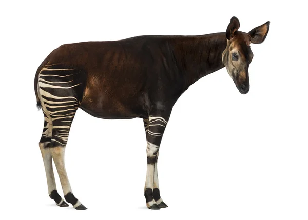 Side view of an Okapi standing, Okapia johnstoni, isolated on wh — Stock Photo, Image