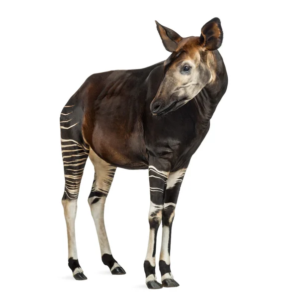 Okapi stående, tittar bort, okapia johnstoni, isolerad på whit — Stockfoto