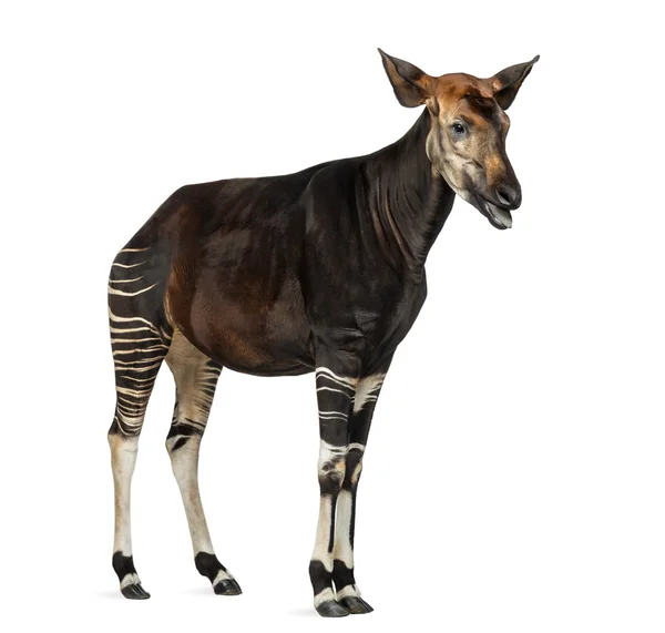 Okapi de pé, gemendo, Okapia johnstoni, isolado em branco — Fotografia de Stock