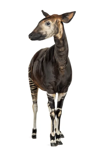 Okapi de pé, Okapia johnstoni, isolado em branco — Fotografia de Stock