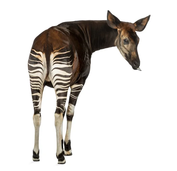 Visão traseira de um Okapi, olhando para trás, colando a língua, Okapia — Fotografia de Stock
