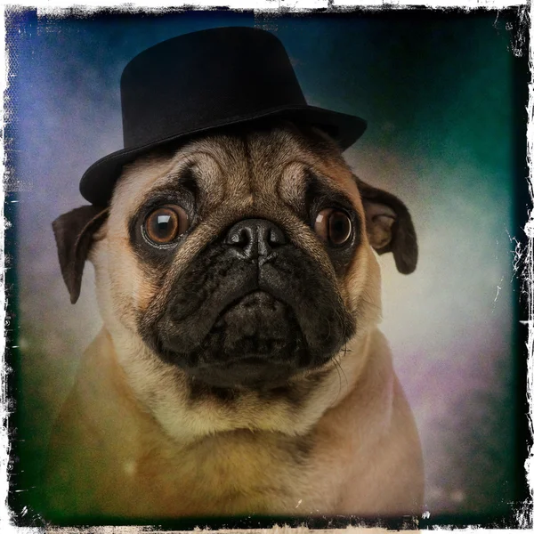 Pug usando um chapéu superior, em um fundo de cor grunge — Fotografia de Stock