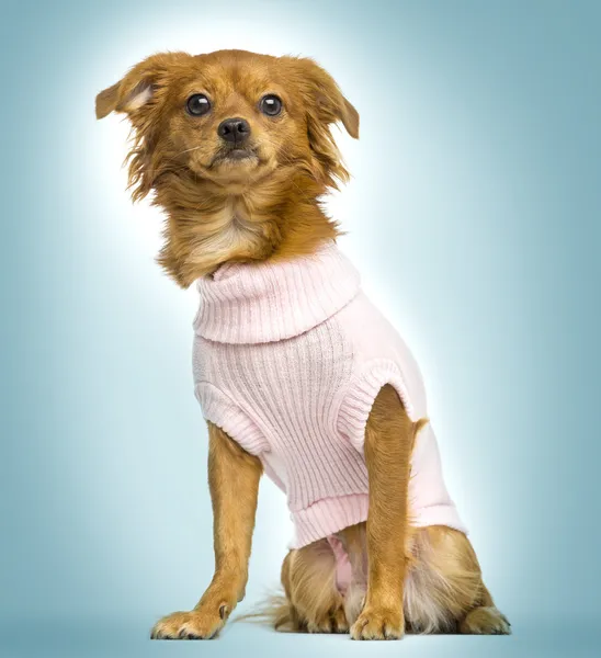 Gekleed-up kruising-honden-vergadering, op een blauwe achtergrond met kleurovergang — Stockfoto