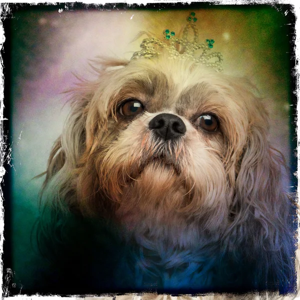 Primo piano di uno Shih tzu che indossa un diadema su un dorso color grunge — Foto Stock