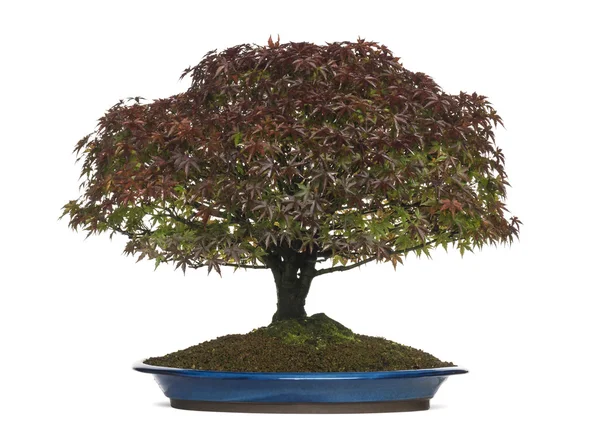 Acer palmatum Kiyohime bonsai albero, isolato su bianco — Foto Stock