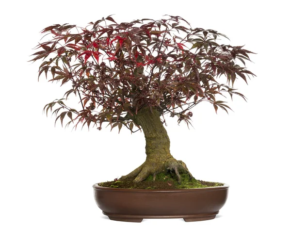 Drzewo bonsai klon japoński, Klon palmowy, na białym tle — Zdjęcie stockowe