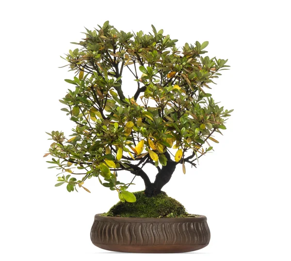 Árbol de Rhododendron bonsai, aislado en blanco — Foto de Stock