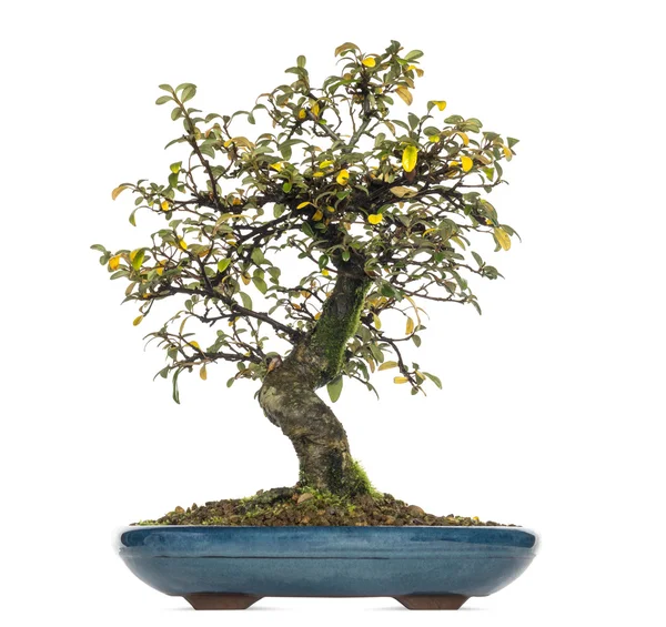 Cotoneaster dammeri bonsai boom, geïsoleerd op wit — Stockfoto