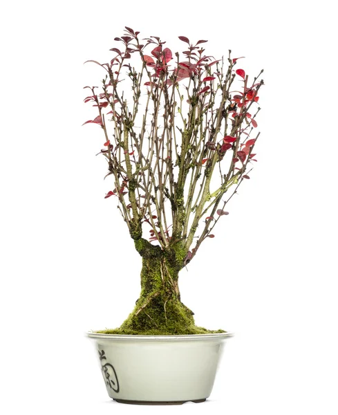 Berberis bonsai, aislado sobre blanco — Foto de Stock