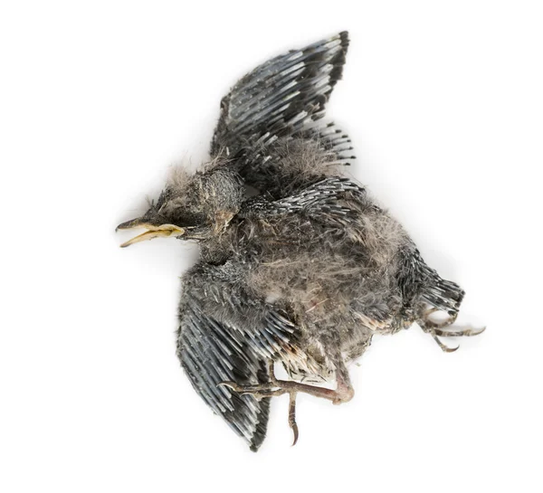 Dead baby Swallow in state of decomposition, Hirundinidae, isola Stock Image