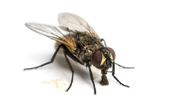 Dirty Common housefly eating, Musca domestica, isolated on white Stock Image