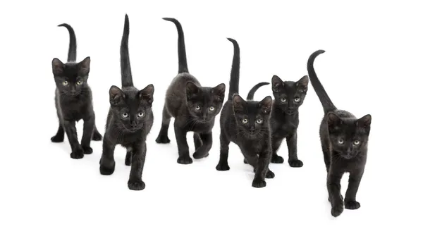 Chaton Noir Images Libres De Droit Photos De Chaton Noir Depositphotos