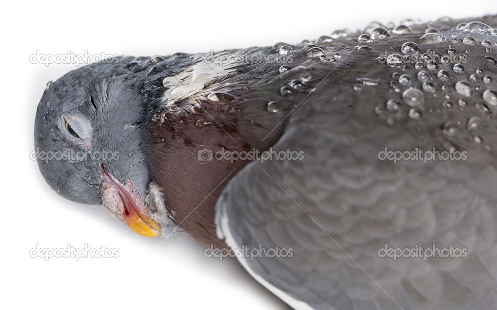 Close-up of a Dead Rock Pigeon, Columba livia, isolated on white