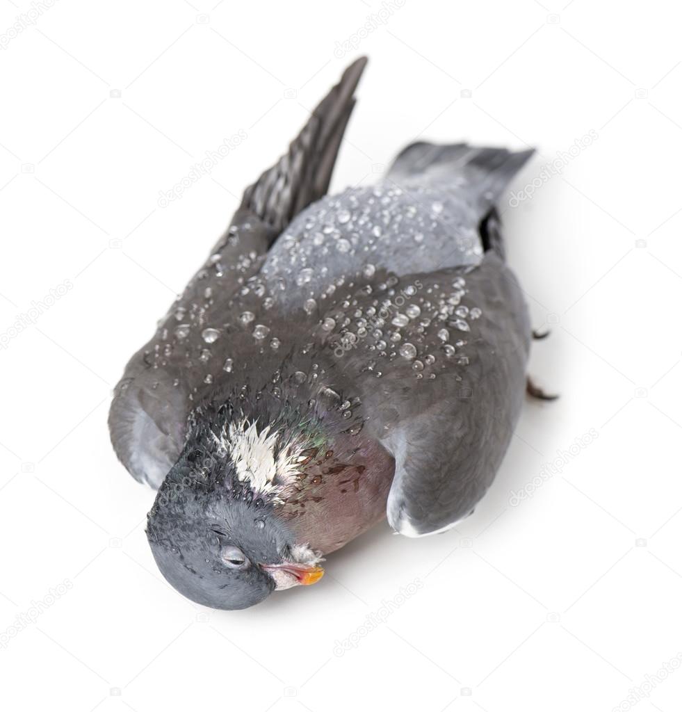 View from up high of a Dead Rock Pigeon covered with dew drops, 