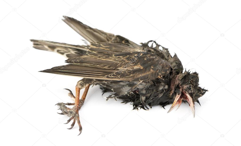 Side view of a dead Common Starling in state of decomposition, S