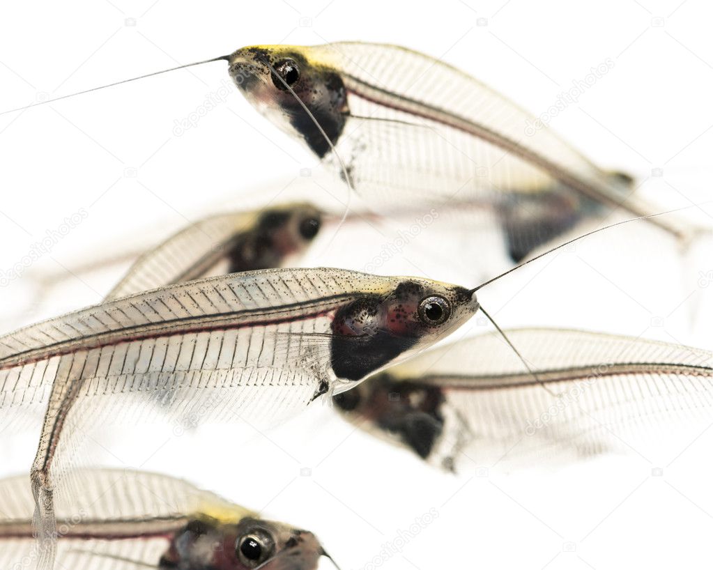 Close-up of a Ghost catfishes school, Kryptopterus minor, isolat