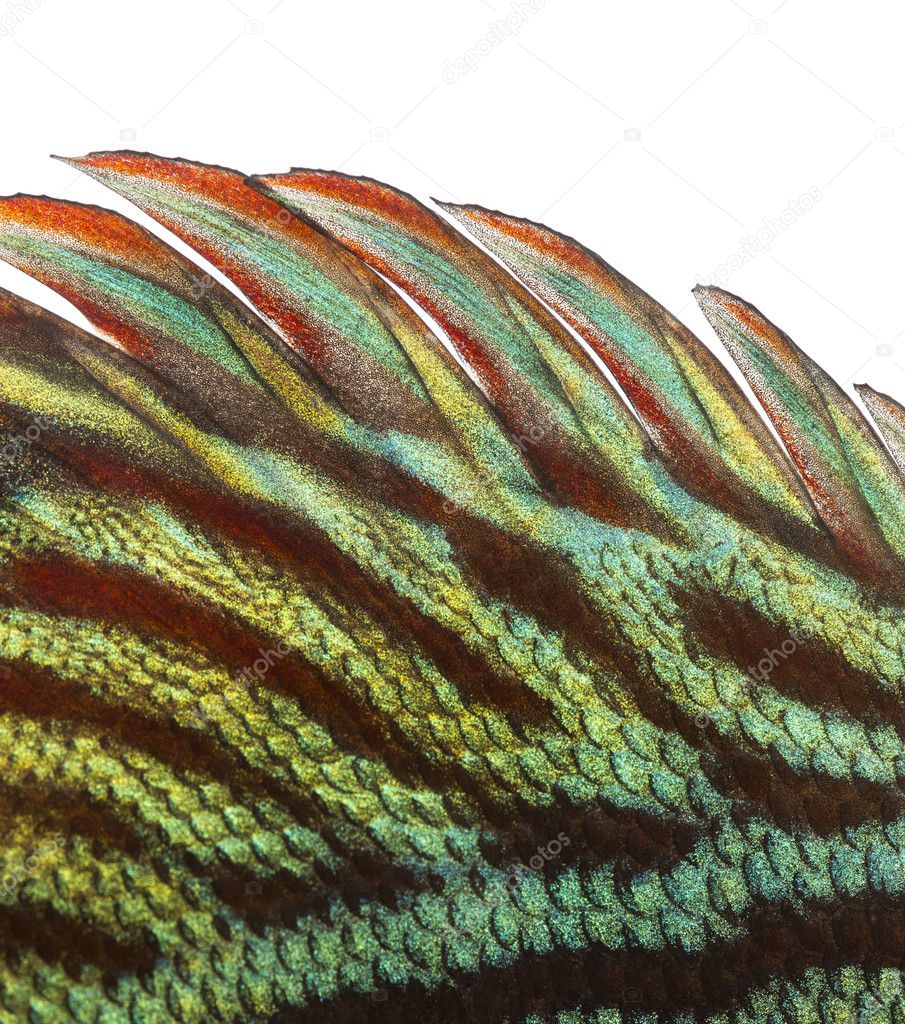 Close-up of a Blue snakeskin discus' dorsal fin, Symphysodon aeq