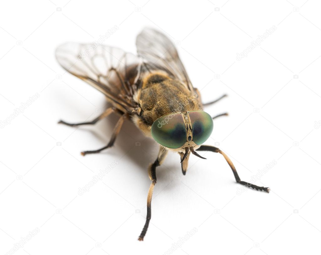 Horsefly viewed from up high, Tabanus, isolated on white