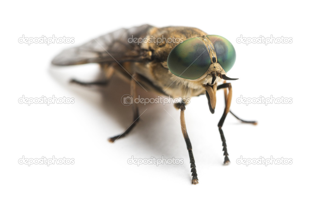 Horsefly viewed facing, Tabanus, isolated on white