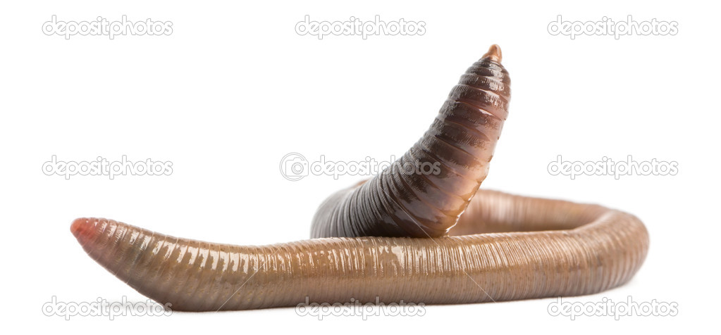 Common earthworm, Lumbricus terrestris, isolated on white