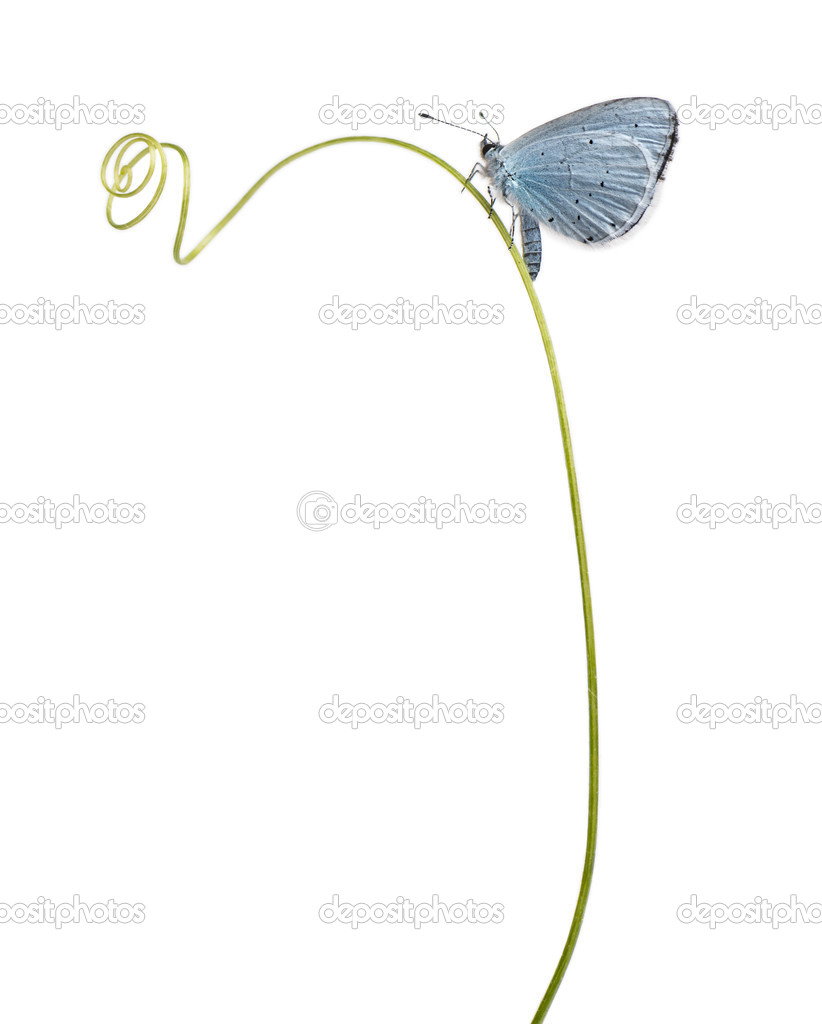 Side view of a Holly Blue landed on a plant stalk, Celastrina ar