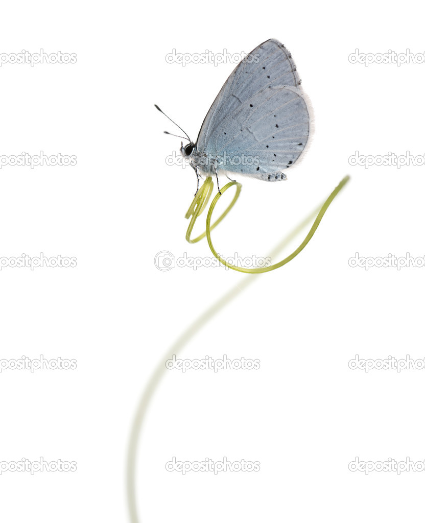 Side view of a Holly Blue landed on a plant stalk, Celastrina ar
