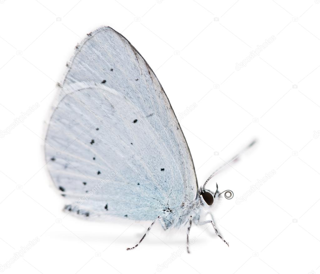 Side view of a Holly Blue landed on the ground, Celastrina argio