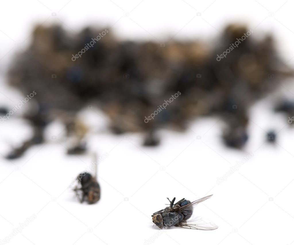 Stack of dead flies and wasps, isolated on white