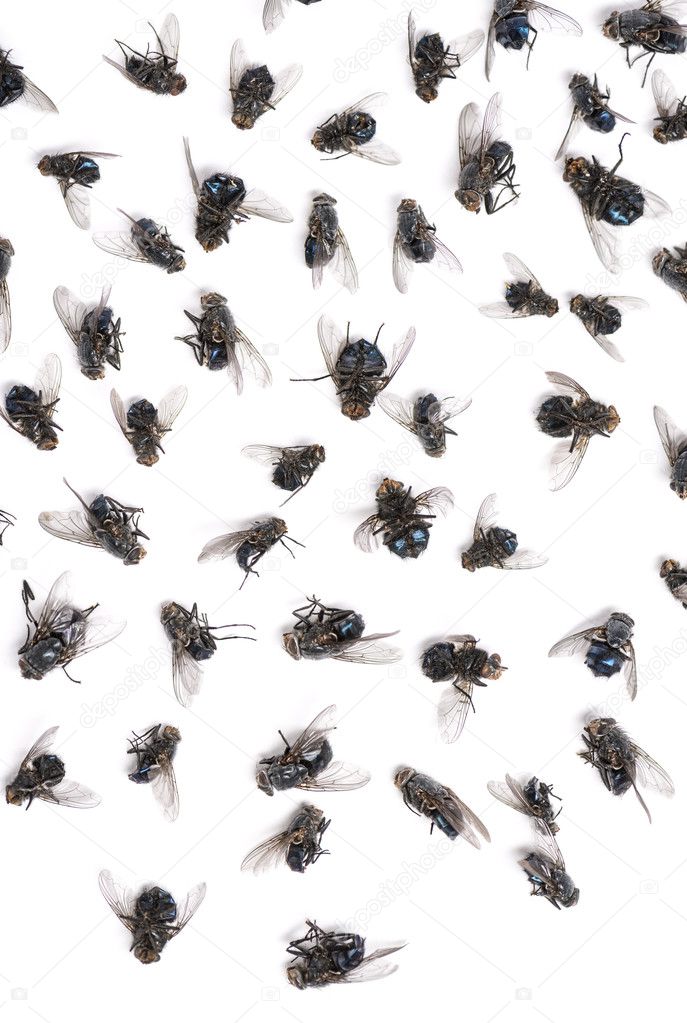 Close-up of a group of dead flies, isolated on white