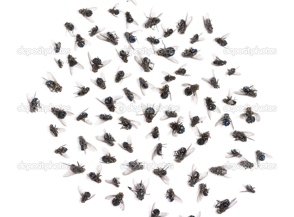 Group of dead flies, isolated on white