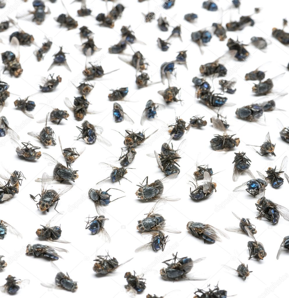 Close-up of a group of dead flies, isolated on white
