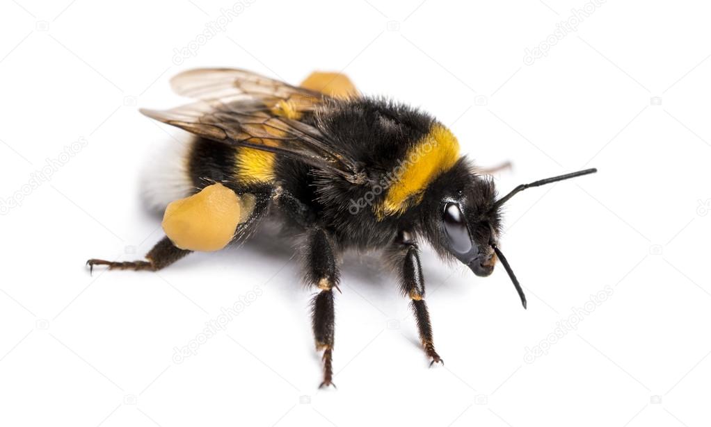 Buff-tailed bumblebee, Bombus terrestris, isolated on white