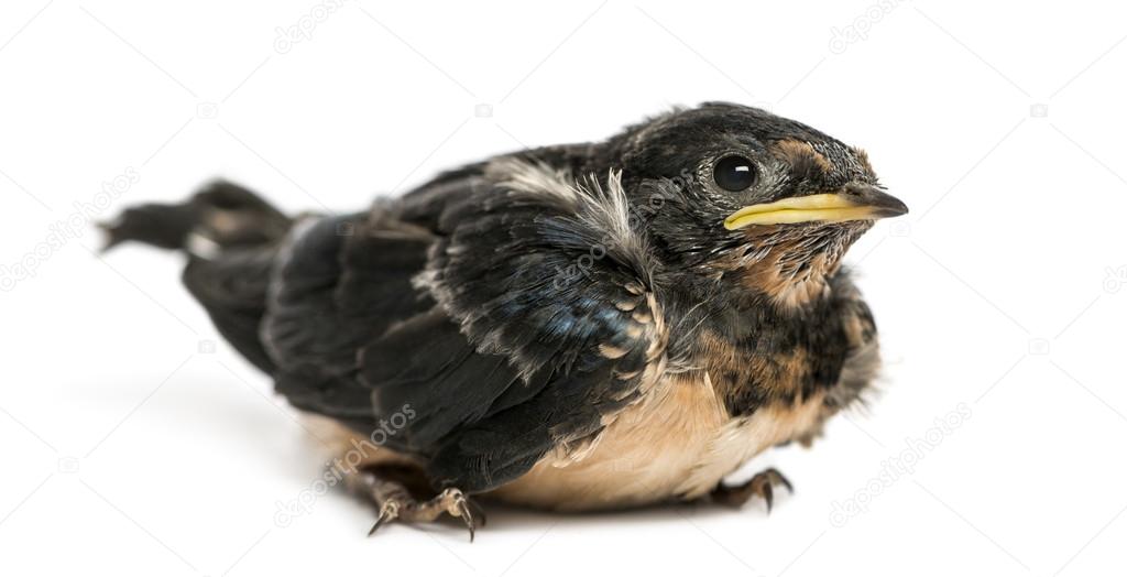 Baby Barn Swallow landed on the ground, Hirundo rustica, isolate