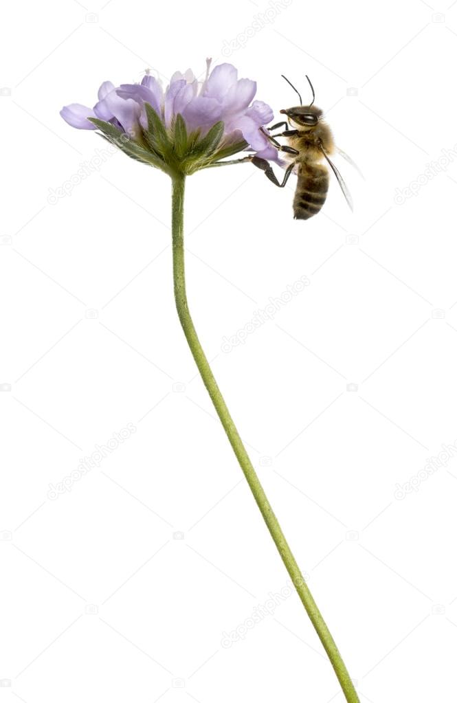 Side view of a  European honey bee landed on a flowering plant, 