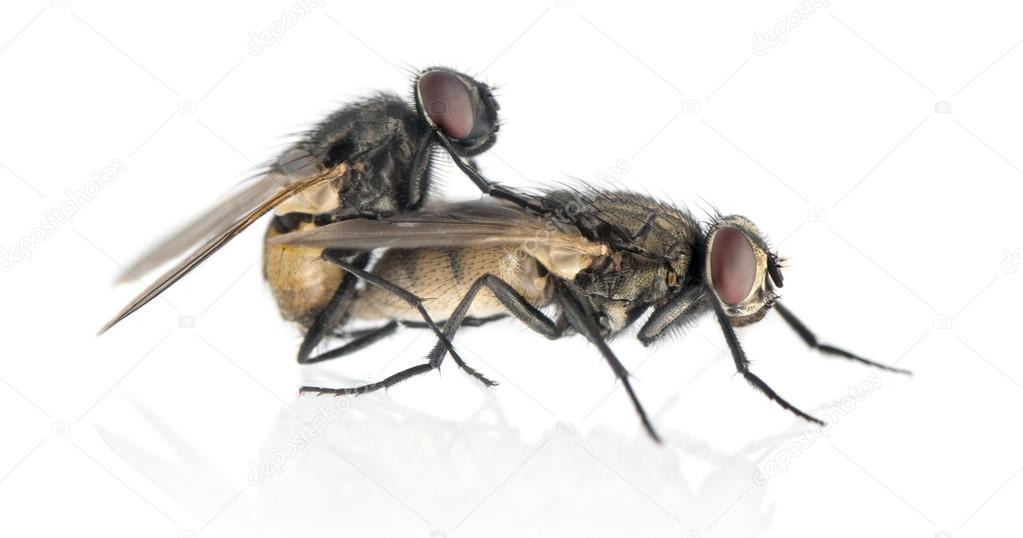 Side view of two House flies copulating, Muscidae, isolated on w