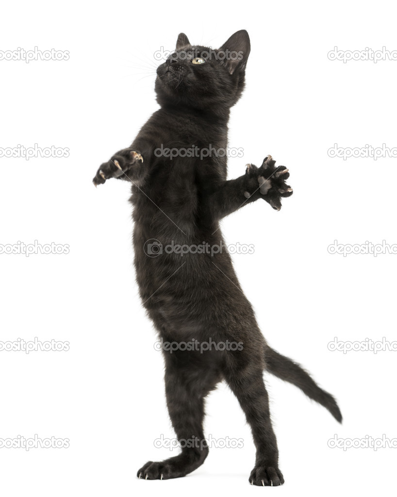 Black kitten standing on hind legs, reaching, pawing up, 2 month