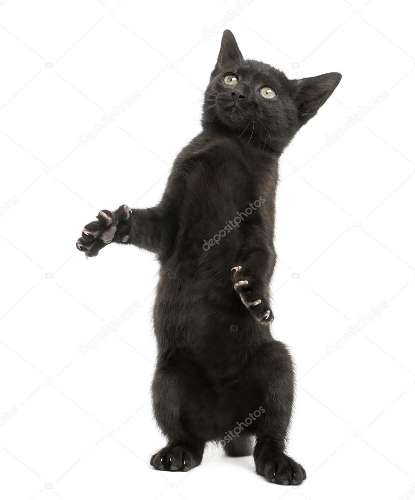 Black kitten standing on hind legs, reaching, pawing up, 2 month