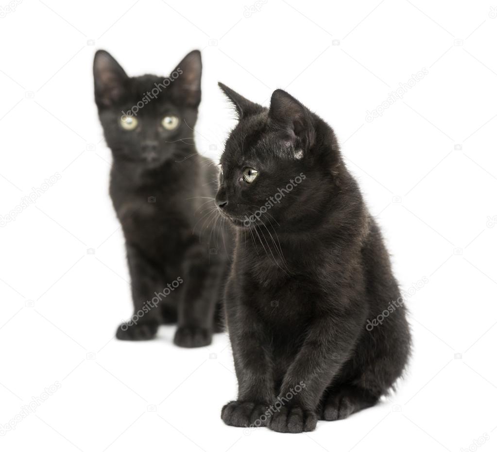 siyah kedi resimleri