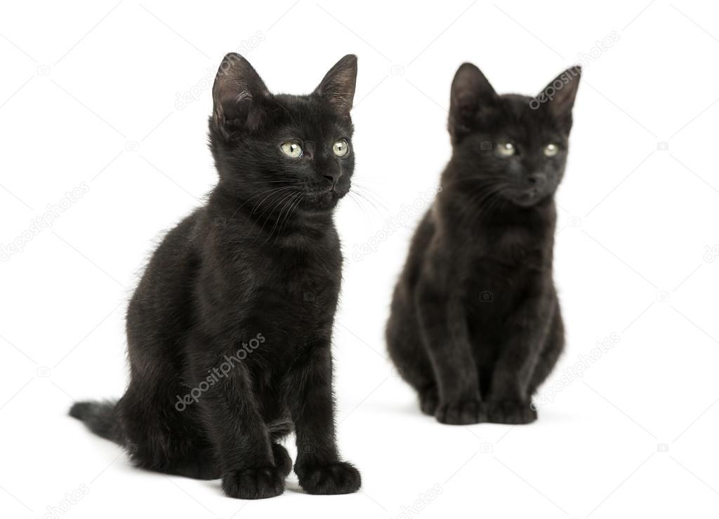Two Black kittens sitting, looking away, 2 months old, isolated 