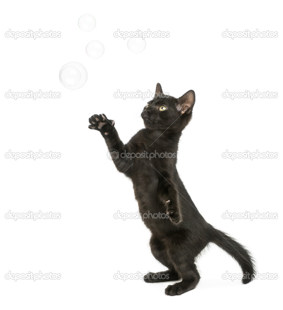 Black kitten standing on hind legs, reaching at soap bubbles, 2