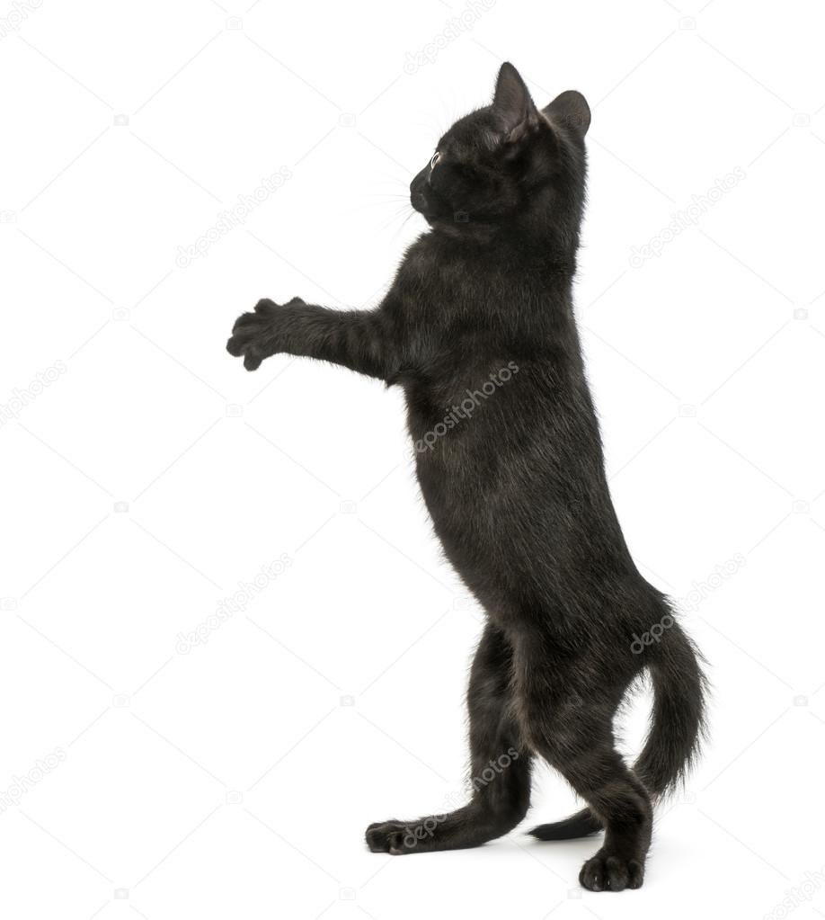 Back view of a Black kitten standing on hind legs, pawing up, 2