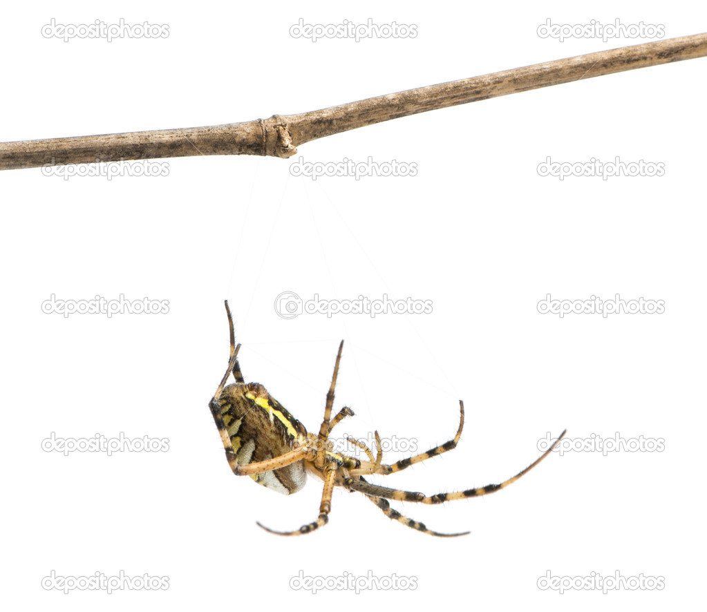Wasp spider hanging from a branch, Argiope bruennichi, isolated 