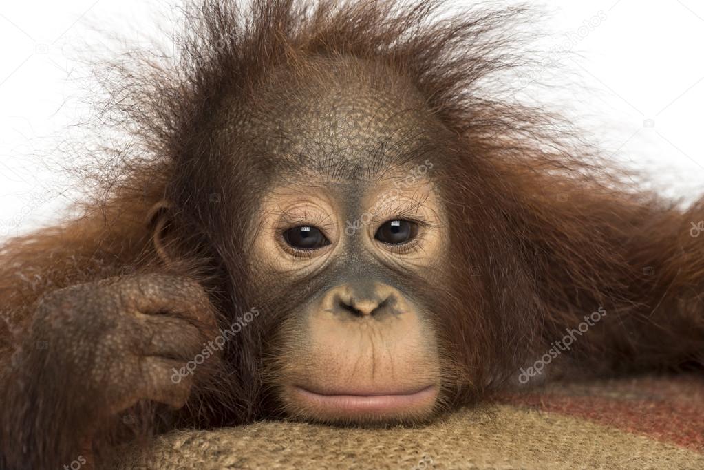 Close-up of a young Bornean orangutan looking tired, looking at 