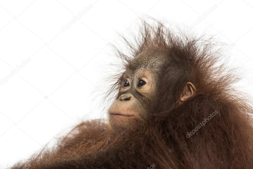 Close-up of a young Bornean orangutan's profile, looking away, P