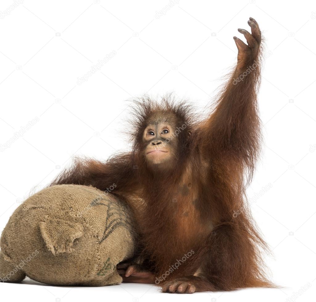Young Bornean orangutan with its burlap stuffed toy, reaching up