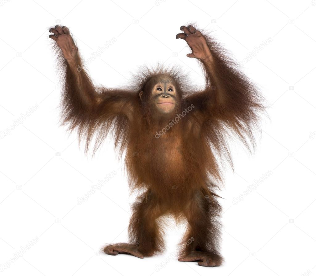 Young Bornean orangutan standing, reaching up, Pongo pygmaeus, 1