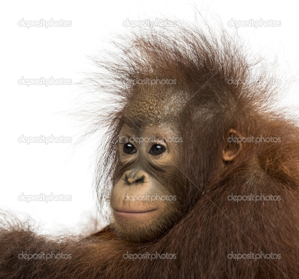 Close-up of a young Bornean orangutan, looking away, Pongo pygma