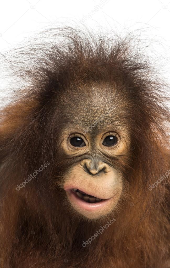 Close-up of a young Bornean orangutan making a face, looking at 
