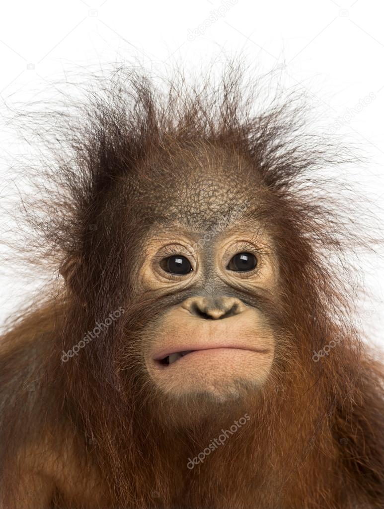 Close-up of a young Bornean orangutan making a face, Pongo pygma